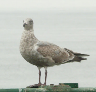 juvenile gull, possibly glaucous