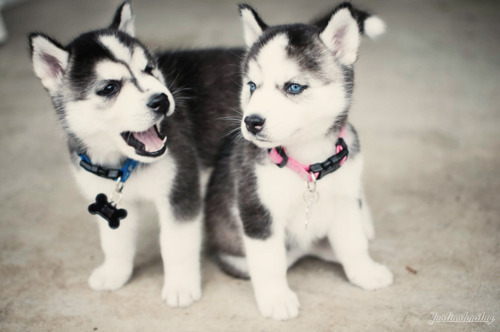 Funny Husky Puppies : Hey Look, There Is A Squirrel !
