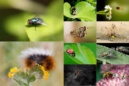 Los insectos de mi jardín VI (10 imágenes de uso libre)
