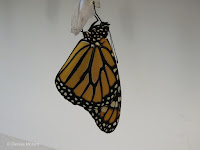 Monarch male wings reaching full size - © Denise Motard