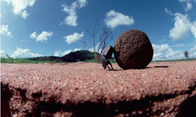 An ntccer stands on his head while rolling under the weight of another kekel pooball!  New Testament Christian Churches of America, Inc. has leaders who treat people like dung beetles!