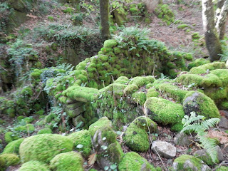 by E.V.Pita.... Spain, amazing rain forest in River Barragan (Pazos de Borben) / Por E.V.Pita.... Sorprendente bosque del río Barragan (Galicia, Pazos de Borbén y Fornelos de Montes) / A fraga do Barragán