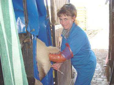 Cow Inseminator