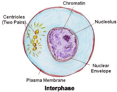 Animal Cell In Prophase. In an animal cells