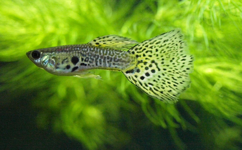  Guppy  Fish Naming guppy varieties 