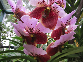 Orchids, National Orchid Garden, Singapore