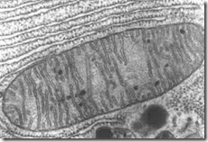 mitocondria