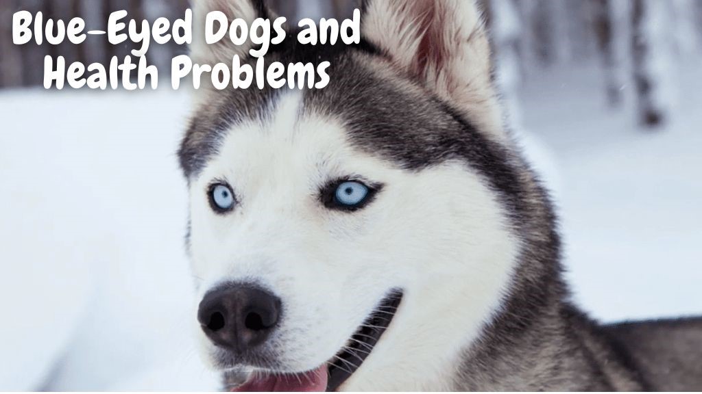 Blue-Eyed Dogs and Health Problems