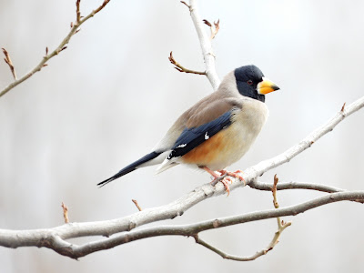 Male Yellow-billed Grosbeak by the Xiang River