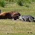 VÍDEO FLAGRA LUTA BRUTAL ENTRE JAVALI E LEOPARDO QUE É INTERROMPIDA POR CROCODILO; ASSISTA