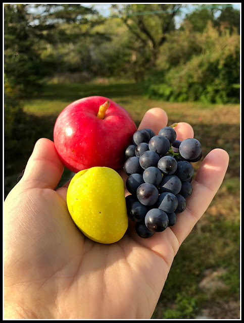 iPhoto; iPhonography; Apple; Quince; Grapes; Fruit of the Land; Nova Scotia