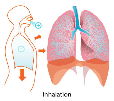 breathing in oxygen in lungs