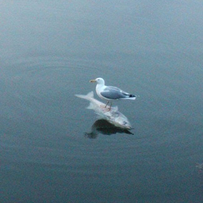 27 Pictures Show That The World Has A Plan For All Of Us - The seagull is resting after fishing. Keep scrolling.
