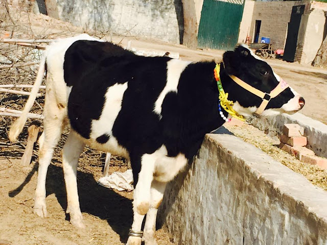 20 Friesian Cows for SALE | Cross Breed | 10 - 24 Months | 6 Inseminated 8 are Ready to Inseminate in Punjab, Pakistan.