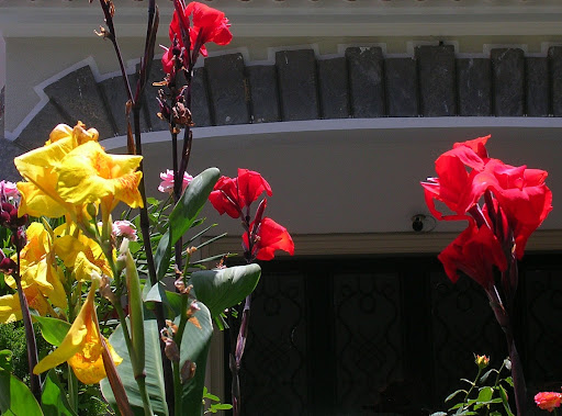 Flores en un jardín en Altamira, Caracas, Venezuela