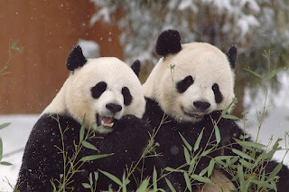 5 interesting facts about giant pandas