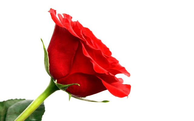 Mawar merah