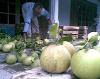 Imlek, Harga Jeruk Pamelo Melonjak Hingga 50 Persen