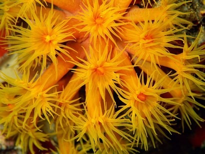 ปะการังถ้วยสีส้ม (Orange Cup)