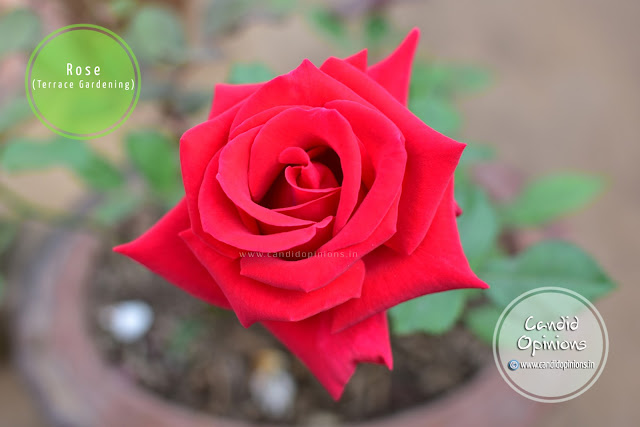 Red Rose On Our Terrace Garden