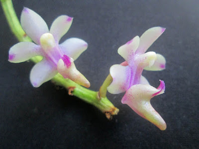 Aerides inflexa care and culture