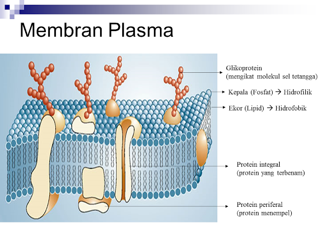 Membran Plasma