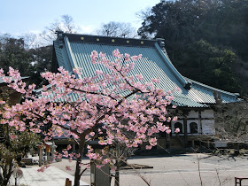 光明寺の河津桜