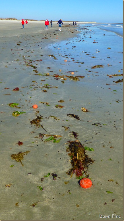 Beach Debris North beach_027