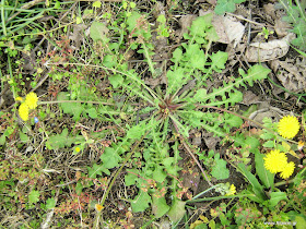 Ταράξακο το φαρμακευτικό-Taraxacum officinalis
