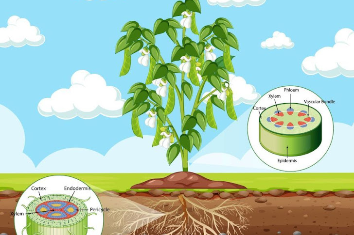 Struktur dan Fungsi Tubuh Tumbuhan