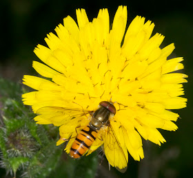 Marmalade hoverfly, Episyrpus balteatus, male, on a flower of Bristly Oxtongue, Picris echioides, at the edge of Hayes Station car park, 26 July 2011.
