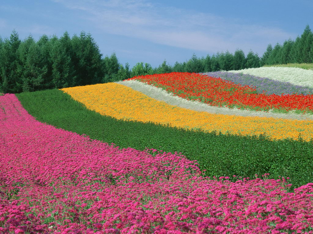 https://blogger.googleusercontent.com/img/b/R29vZ2xl/AVvXsEi_ZuTswZgUz8ZbqbwV1C0FAredtMFCQHJcjdWbIu768zluQAtFhEsru1emwEH6tCzQ0wMol4VlkxxXcZrZX4RWwq3xDbhRpqmS1Rq56ebCZoBvsm5-oZ9ARGyRbYrnnqaWTZ2DBv4vOoFo/s1600/World+Most+Beautiful+Flowers+Colour+Full+HD+Desktop+Wallpapers+%25281%2529.JPG