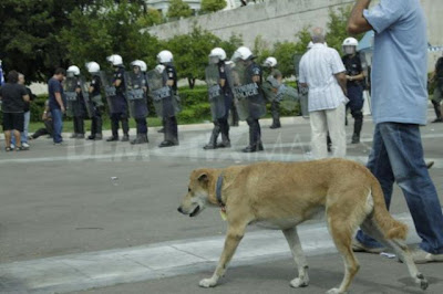 The Return of the Riot Dog Seen On www.coolpicturegallery.us