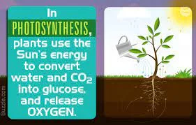 Photosynthesis and Its Importance