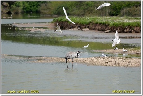 Slimbridge WWT - May