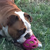 Cute Bulldog Playing With Ball