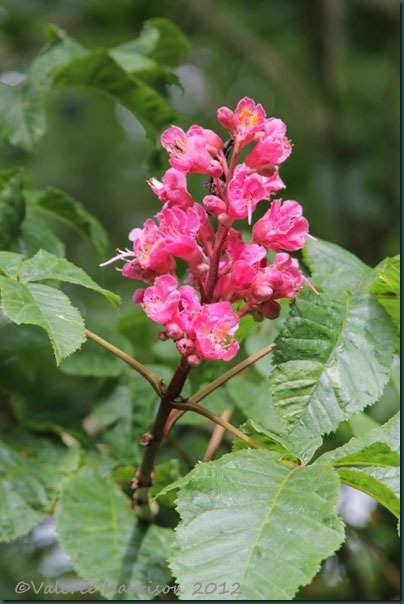 91-tree-flowers