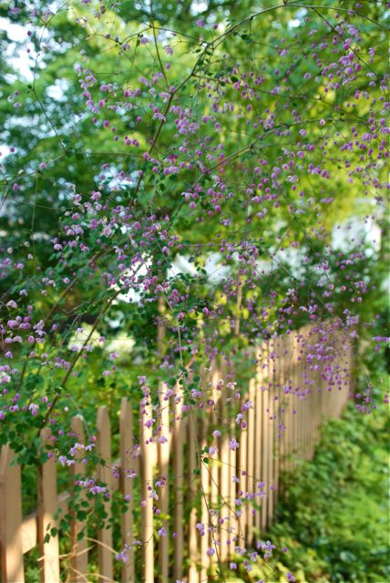 Along our back fence our purple flowering meadow rue, Thalictrum 'Splendide', is blooming away. It is over six feet tall and does not seem to mind the dry weather we have been having as much as some of the other shade plants.