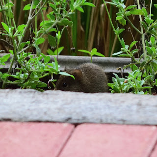 costa rica mouse