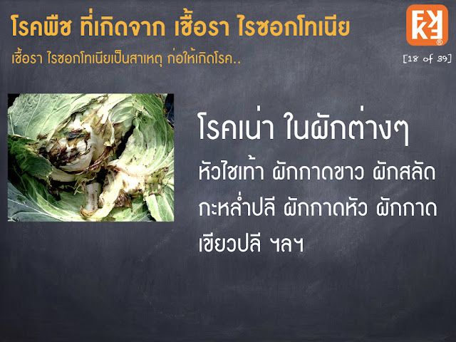 โรคผักเน่า หัวไชเท้าเน่า