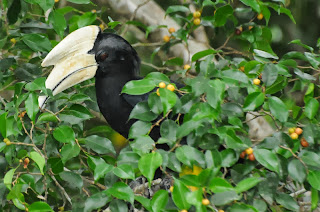 Black Hornbill (Anthracoceros malayanus)