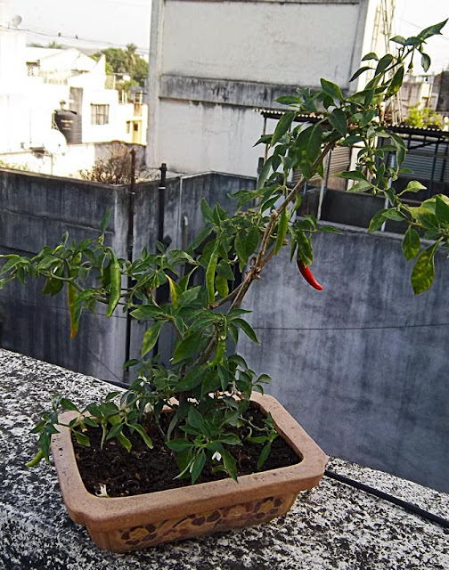 chilly bonsai plant