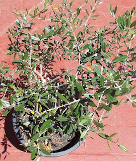 Olivo-Olea-europaea-plantas-y-arboles-del-bosque-comestible-mediterraneo