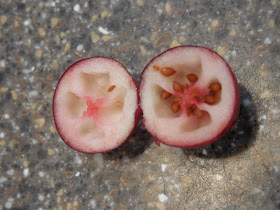 inside a cranberry air pockets science lesson