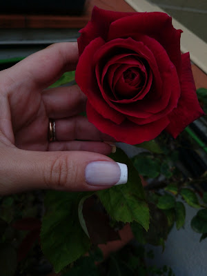 Mano sosteniendo rosa aterciopelada en el rosal 