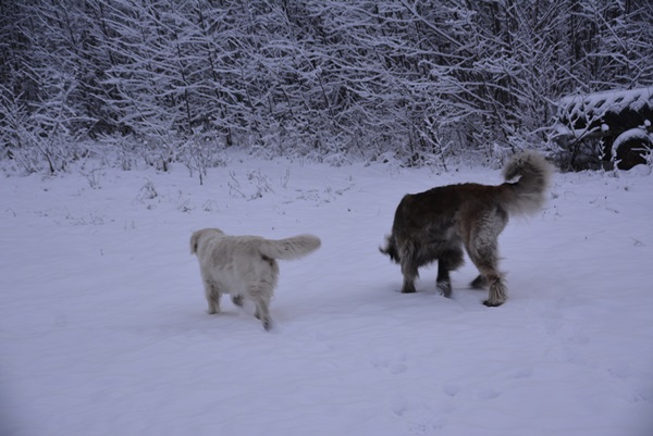 leonberger golden retreiver