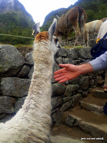 {ErinOutandAbout} The llamas of Machu Picchu