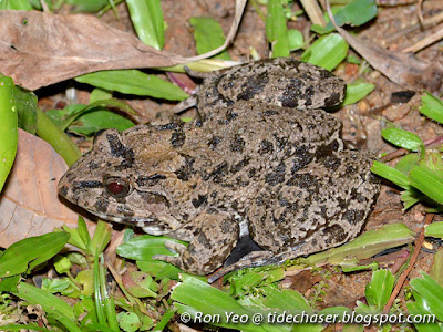 Field Frog (Fejervarya limnocharis)