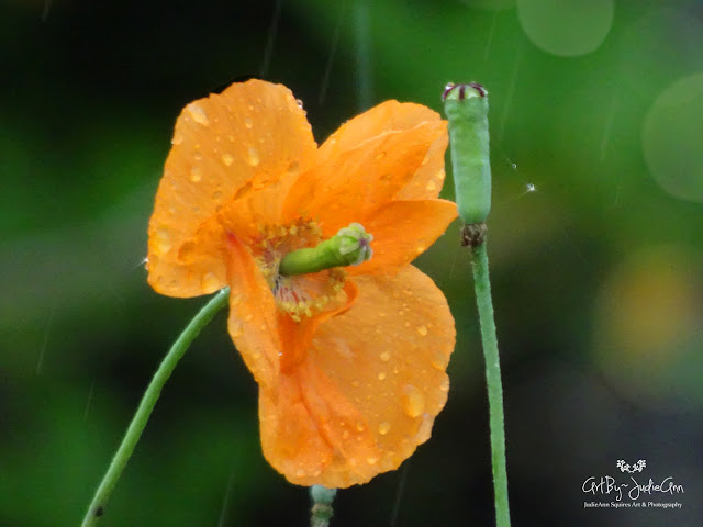 Orange flower