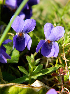 Photo of a wild Viola sp.